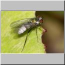 Dolichopoda sp - Langbeinfliege 06a 5mm.jpg